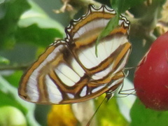 Metamorpha elissa