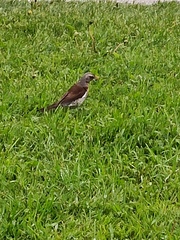 Turdus pilaris