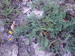 Medicago cretacea