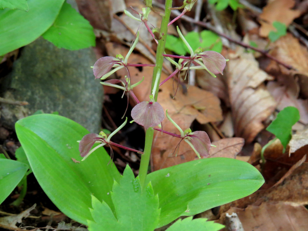 large twayblade in May 2020 by Evan M. Raskin · iNaturalist
