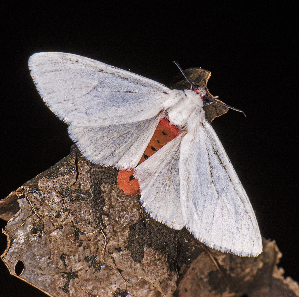 Pygarctia lorula