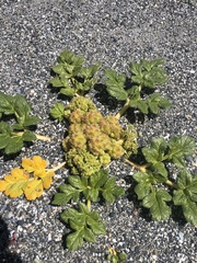 Glehnia littoralis leiocarpa
