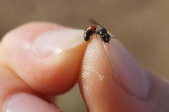 Hylaeus variegatus