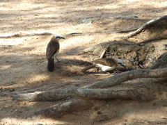 Turdoides gymnogenys