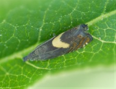 Dichrorampha alpinana