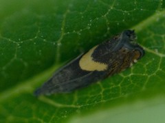 Dichrorampha alpinana