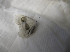 Problepsis conjunctiva