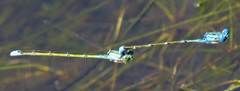 Enallagma aspersum