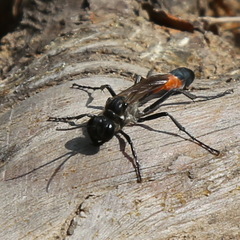 Ammophila sabulosa