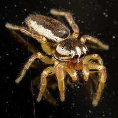 Pelegrina flavipes