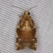 Oak Leafroller Moth - Photo (c) Zach DuFran, some rights reserved (CC BY-NC), uploaded by Zach DuFran