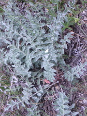 Psephellus declinatus