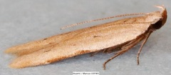 Mesophleps adustipennis