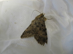 Polydesma boarmoides