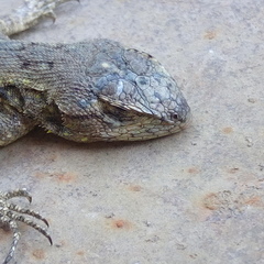 Sceloporus grammicus