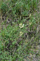 Astragalus albicaulis