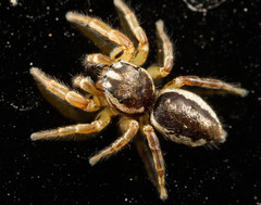 Pelegrina flavipes