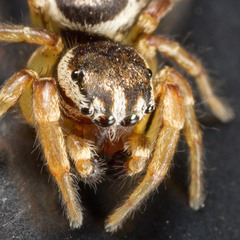 Pelegrina flavipes