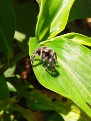 Megafreya sutrix