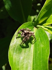 Megafreya sutrix