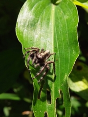 Megafreya sutrix