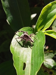 Megafreya sutrix