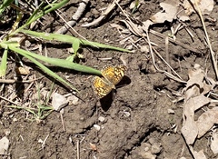 Phyciodes mylitta arizonensis