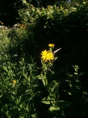 Doronicum austriacum