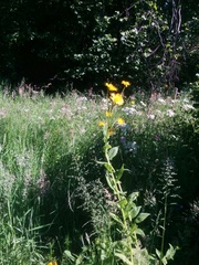 Doronicum austriacum