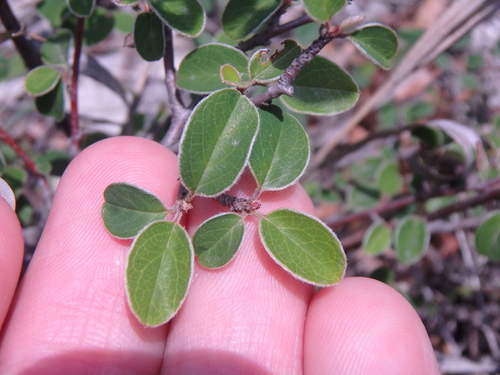 Image of Cotoneaster tauricus by (c) Сергей Крыленко, some rights reserved (CC BY)
