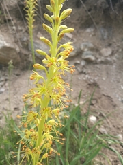 Eremurus fuscus