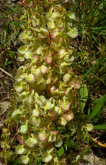 Rumex intermedius