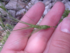 Aegilops biuncialis