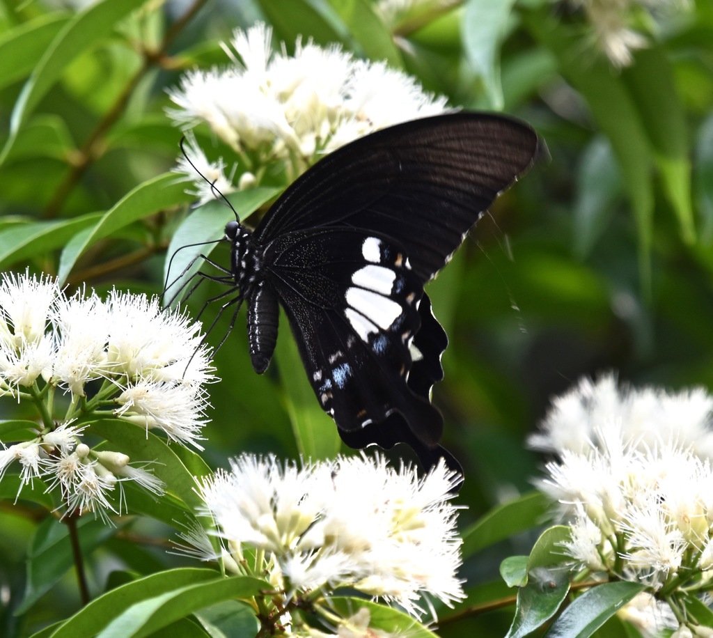 Blue Helen Swallowtail