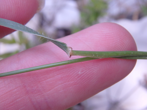 Image of Two-Inch Goatgrass (Aegilops biuncialis) by (c) Сергей Крыленко, some rights reserved (CC BY)