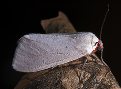 Pygarctia roseicapitis