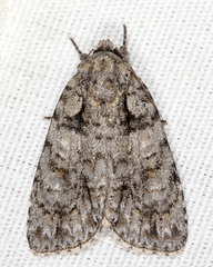 Acronicta ovata