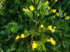 Ranunculus auricomus