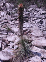 Asphodeline taurica
