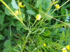 Ranunculus auricomus