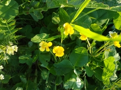 Ranunculus auricomus