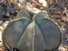 Astrophytum myriostigma