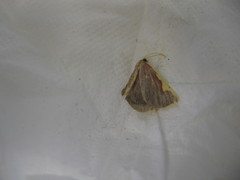 Nothomiza flavicosta