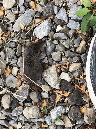 Smoky Shrew