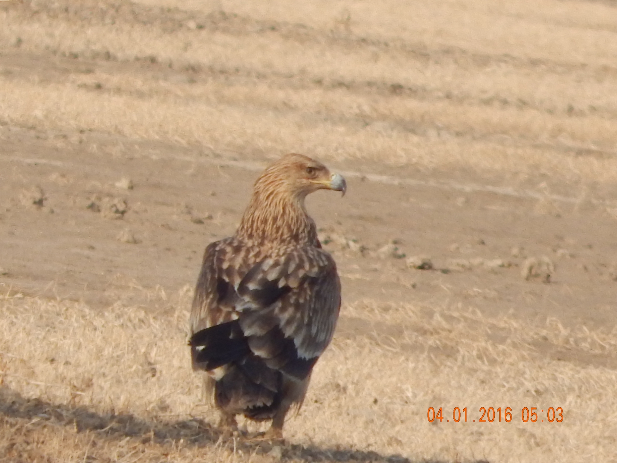 Eastern Imperial Eagle