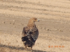 Aquila heliaca