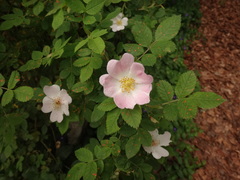 Rosa corymbifera