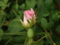 Rosa corymbifera
