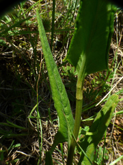 Rumex intermedius
