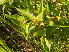 Lysimachia ciliata